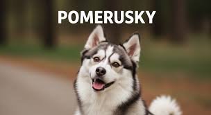 Pomerusky